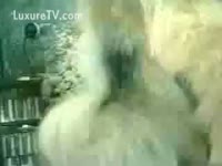 Fluffy dog riding a pussy